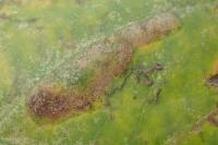 Phyllonorycter platani