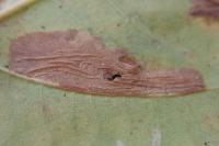 Phyllonorycter platani