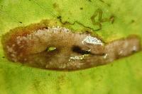 Phyllonorycter platani