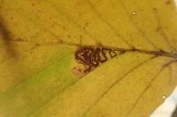 Stigmella tityrella