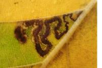 Stigmella tityrella