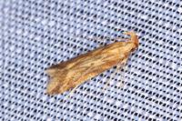 Metzneria lappella