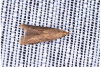 Coleophora serratella