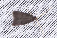 Eurodachtha siculella