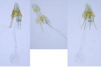 Metzneria lappella