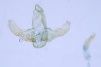 Eurodachtha siculella