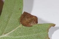 Parornix anglicella