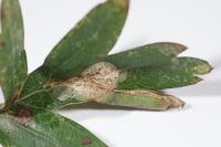 Phyllonorycter corylifoliella