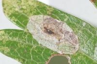Phyllonorycter leucographella