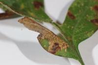 Phyllonorycter oxyacanthae
