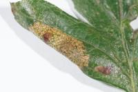 Phyllonorycter oxyacanthae