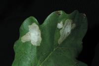 Tischeria ekebladella
