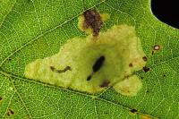 Tischeria ekebladella