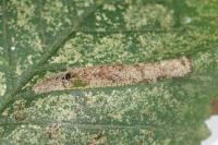 Phyllonorycter schreberella