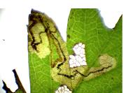 Stigmella regiella