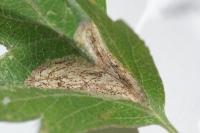 Phyllonorycter corylifoliella