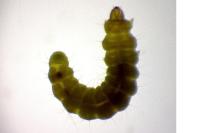 Phyllonorycter corylifoliella