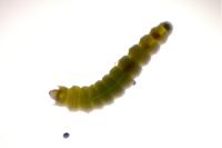 Phyllonorycter corylifoliella