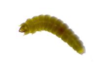 Phyllonorycter corylifoliella