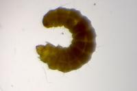 Phyllonorycter corylifoliella