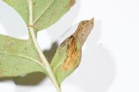 Phyllonorycter oxyacanthae