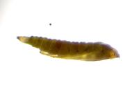 Phyllonorycter oxyacanthae