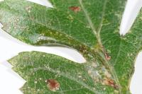 Phyllonorycter oxyacanthae
