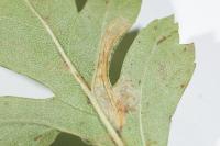 Phyllonorycter oxyacanthae