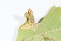 Phyllonorycter oxyacanthae