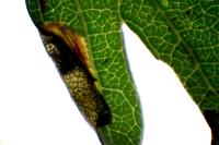 Phyllonorycter oxyacanthae