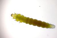 Phyllonorycter oxyacanthae