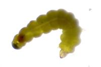 Phyllonorycter oxyacanthae