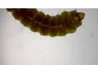 Phyllonorycter oxyacanthae