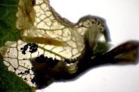 Phyllonorycter oxyacanthae