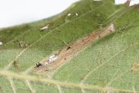 Phyllonorycter schreberella