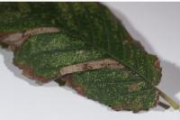 Phyllonorycter schreberella