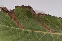 Phyllonorycter schreberella