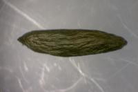 Phyllonorycter schreberella