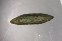 Phyllonorycter schreberella
