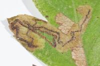 Stigmella regiella
