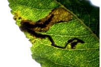 Stigmella salicis
