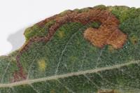 Stigmella salicis
