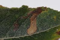 Stigmella salicis