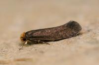 Cephimallota crassiflavella