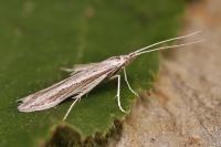 Coleophora dianthivora