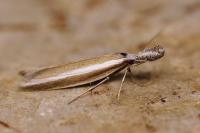 Pleurota aristella