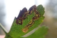 Stigmella oxyacanthella