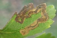 Stigmella oxyacanthella