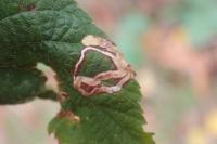 Stigmella aurella