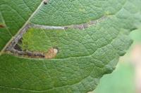Stigmella salicis